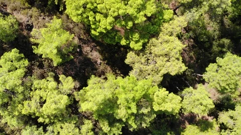 Flying over a pine forest in summer. Top view Stock Footage 103385077