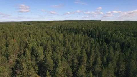 Flying Over Pine Forest Sweden Aerial - Nature Birds Eye View Drone Footage Stock Footage