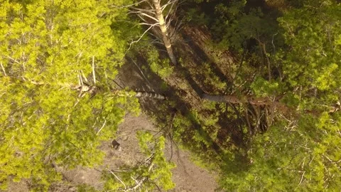 Flying over the pine forest top view down. Stock Footage 131131772