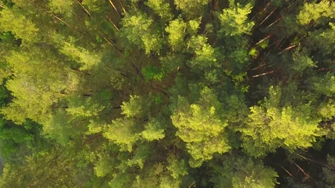 Flying over the pine forest top view down. Video stock 133621006