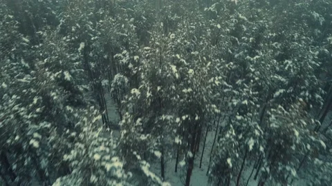 Flying over a pine forest in winter in the fog Stock Footage 145549168