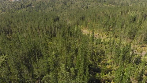 Flying over a pine forrest. Video stock 143233578