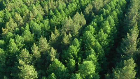 Flying over the pine plantations. Stock Footage 119073455