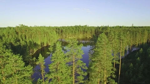 Flying over pine tops by a forest lake Stock Footage 83254039