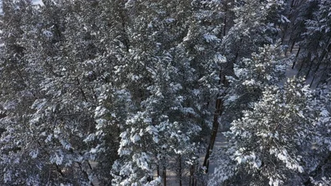 Flying over pine tree forest in winter. Top view of winter woods 스톡 동영상 156543451