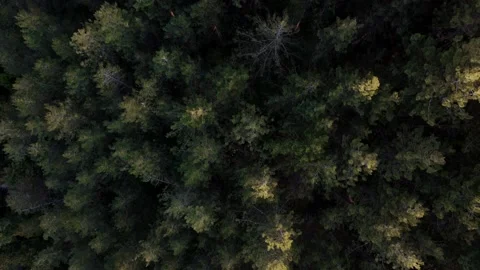 Flying over pine tree forest, drone shot Stock Footage 161804796