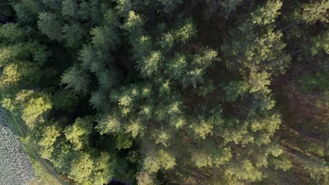 Flying over pine tree forest, drone shot Stock Footage 161810458