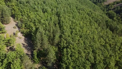 Flying over pine tree forest, drone shot Stock Footage 161814586