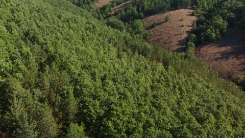 Flying over pine tree forest on a hill, drone shot Stock Footage 161828724