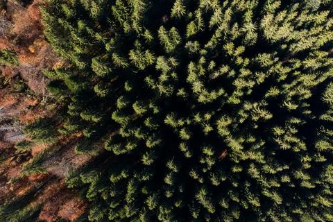 Flying over pine tree forest. Aerial view of canopy of evergreen wood Stock Photos