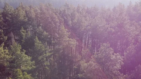Flying over pine tree tops aerial shot, beautiful forest in morning sun flares Stock Footage 122422386