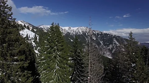 Flying over Pine Trees and Mountains Video stock 80966433