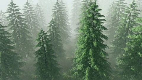 Flying Over The Pine Trees Stock Footage 101511935