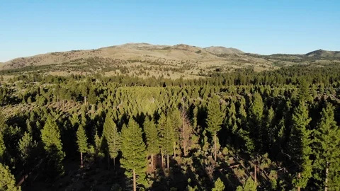 Flying Over Pine Trees at Sunset - Toiyabe Forest Aerial Drone Stock Footage 111398999