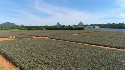 Flying over Pineapple Fields at Glass House Mountains. Stock Footage 106851125