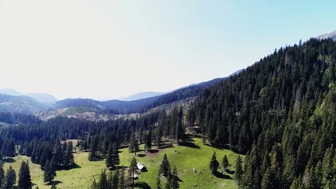 Flying over the Pinewoods 스톡 동영상 82213264