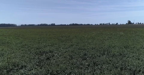 Flying over plantations Stock Footage 124858033