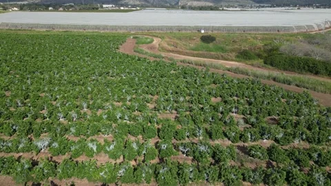 Flying over plantations Video stock 238823614