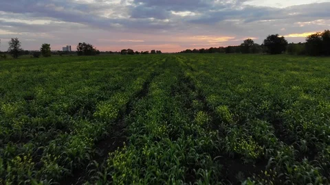 Flying over a planted field at sunset in Russia Stock Footage 111658847