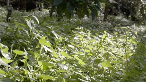 Flying over the plants in the woods Stock Footage 156565139