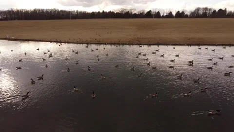 Flying over pond with geese Stock Footage 266182282
