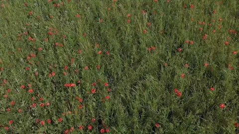 Flying over the poppy field Stock Footage 89936195