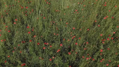 Flying over the poppy field Stock Footage 89936198