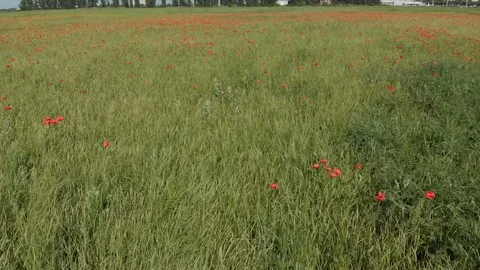 Flying over the poppy field Stock Footage 89936199