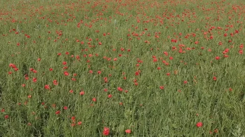 Flying over the poppy field Stock Footage 89936200