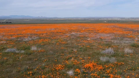 Flying over poppy fields 库存影片 113485370