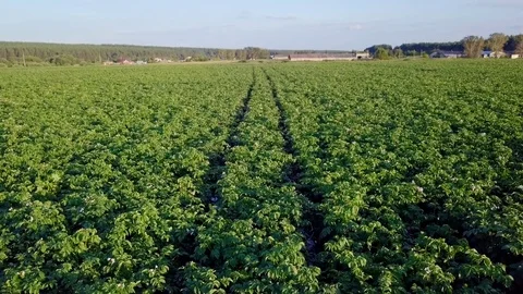 Flying over the potato field, entering the panorama Stock Footage