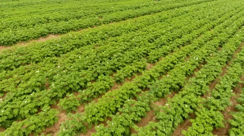 Flying over a potato field. Stock-Footage 65205366