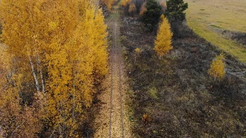 Flying over the railway that passes through the forest. Autumn. Aerial view Video stock 97605574