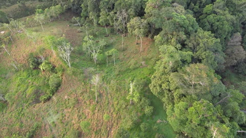 Flying over the rainforest edge Stock Footage 269516622