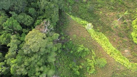 Flying over the rainforest edge Stock Footage 269516844