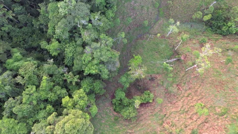 Flying over the rainforest edge Stock Footage 269517144