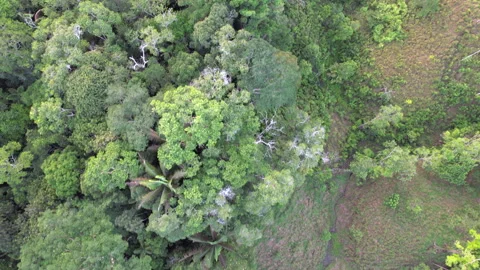 Flying over the rainforest edge Stock Footage 269519333