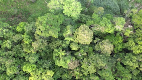 Flying over the rainforest edge Stock Footage 269524362