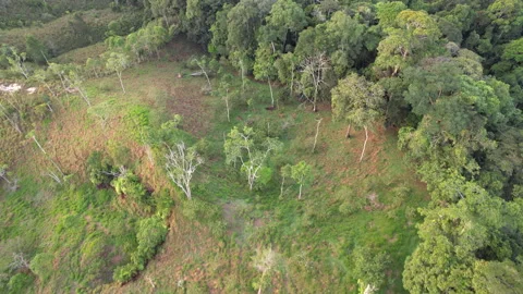Flying over the rainforest edge Stock Footage 269524505
