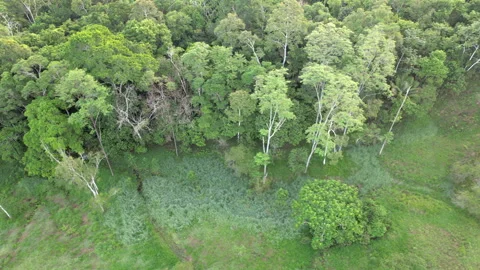 Flying over the rainforest edge Stock Footage 269526553