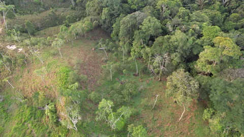 Flying over the rainforest edge Stock Footage 269526999