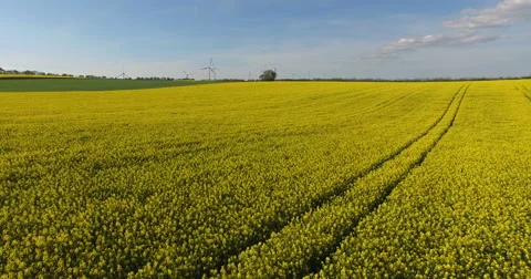 Flying over a rape field with wind turbines in background. Stock-Footage 62900587