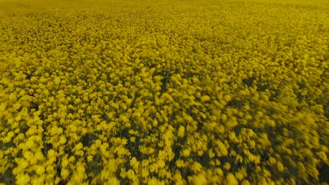 Flying over a rapeseed field. Aerial drone shot. Video stock 133985953
