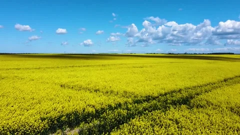 Flying over a rapeseed field on a clear day, drone view Video stock 194855852