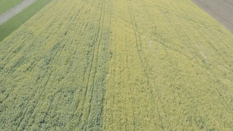 Flying over the rapeseed field with drone. Landscape, Видео 128701586
