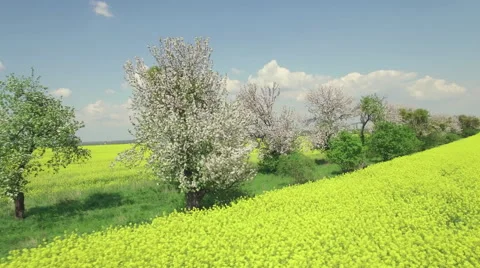 Flying over a rapeseed field looking at a row of blooming fruit trees Video stock 63970778