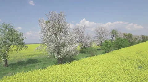 Flying over a rapeseed field looking at a row of blooming fruit trees Video stock 63971125