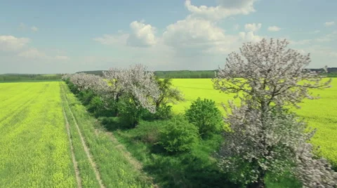 Flying over a rapeseed field next to a row of blooming fruit trees Video stock 63967391