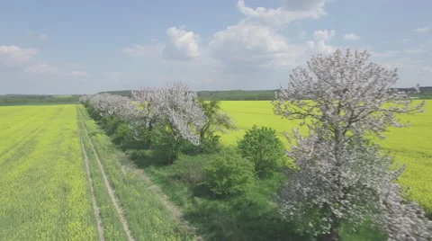 Flying over a rapeseed field next to a row of blooming fruit trees Video stock 63967712