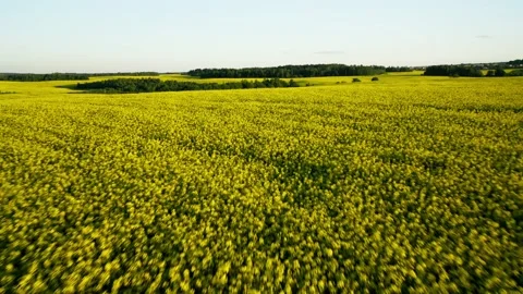 Flying over a rapeseed field at sunset. Flowering of rapeseed agriculture Stock-Footage 198675986